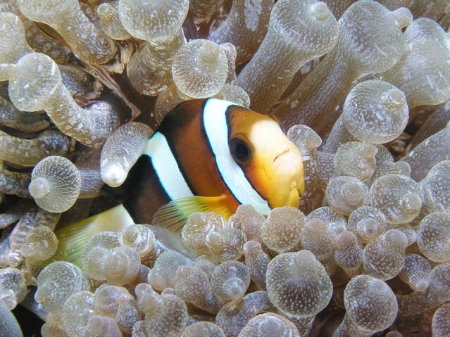 Anemonefish with anemone